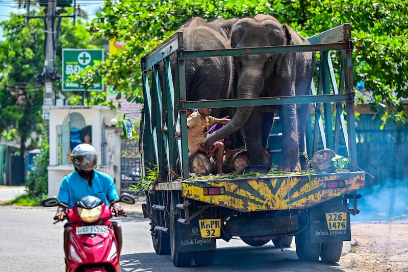 Sri Lankan elephants are transported on a truck in Biyagama. AFP