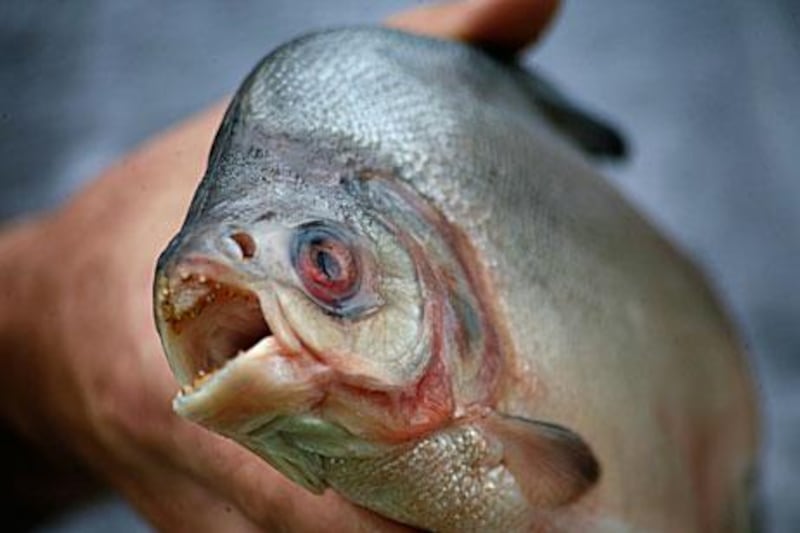 Tough on piranhas, tough on the causes of piranhas: China wants the flesh-shearing fish out of its rivers.