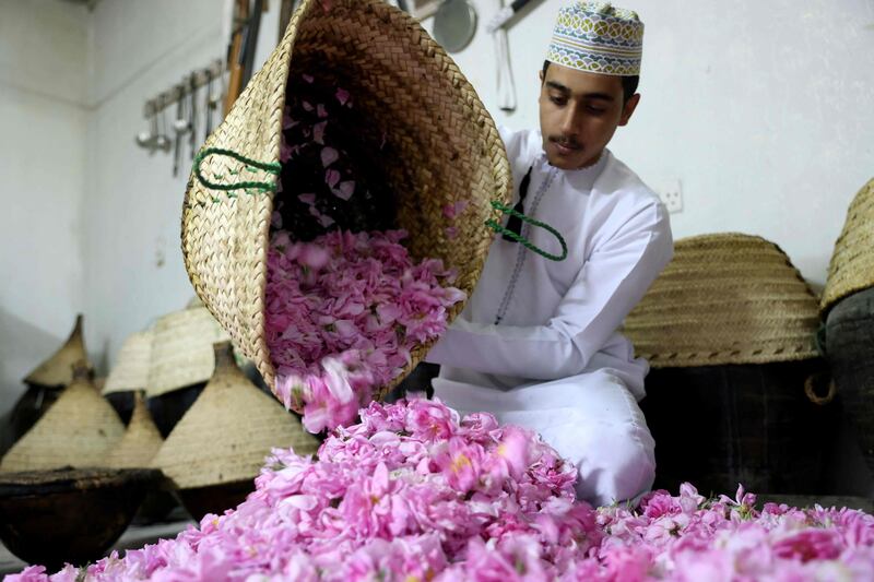 As harvest season begins, farmers pick roses in Oman's Jebel Akhdar. Photos: AFP