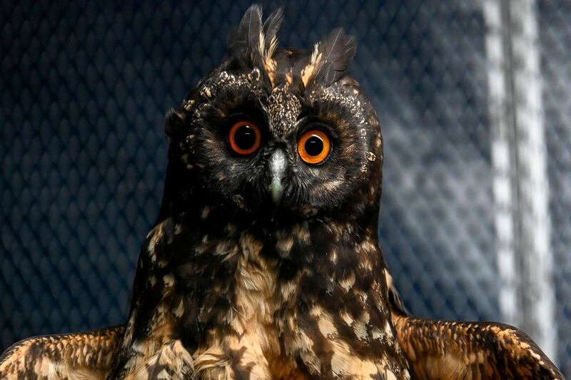 A stygian owl recovered by the Wildlife Police Department, is seen in a cage at the Corantioquia environmental protection organisation in Medellin, Colombia. AFP