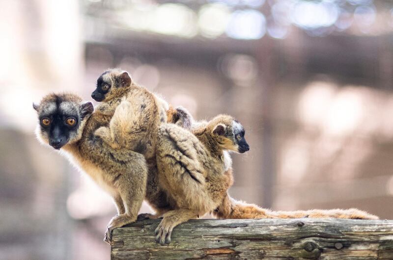 Five-week-old yellow-bearded lemur twins cling onto their mother in their enclosure in Nyiregyhaza Animal Park in Nyiregyhaza, Hungary. EPA