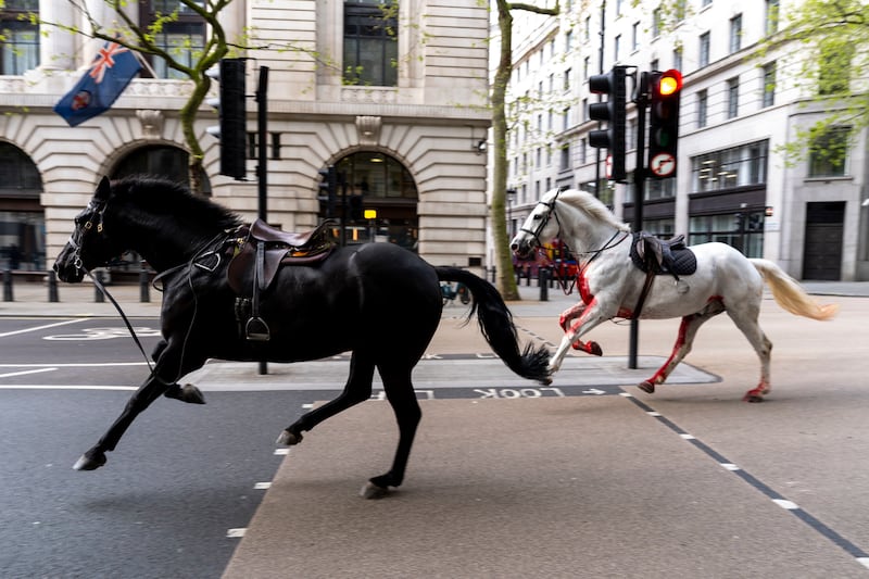 Two military horses run through the streets of London, after several bolted during routine exercise, injuring four people and colliding with morning rush hour traffic. AP