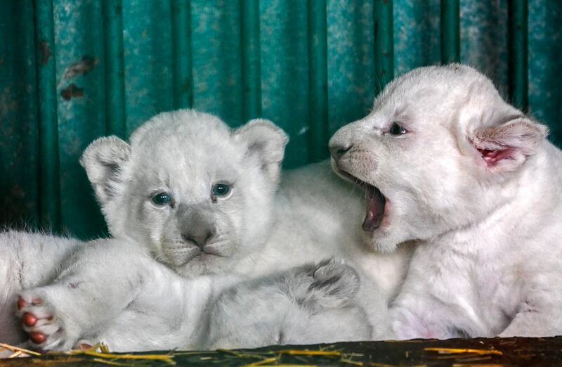Two newborn white lions lay in their cage at the Zoo of Skopje, Republic of North Macedonia. EPA