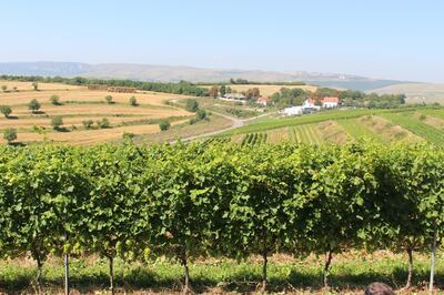 View of the Turda vineyard. Photo by Melanie Smith