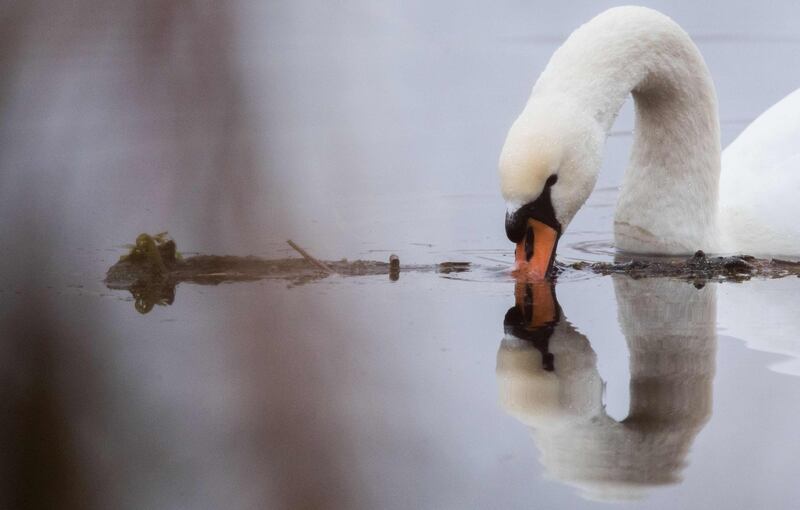A swan reflects in the water in Laatzen near Hanover, northern Germany. AFP