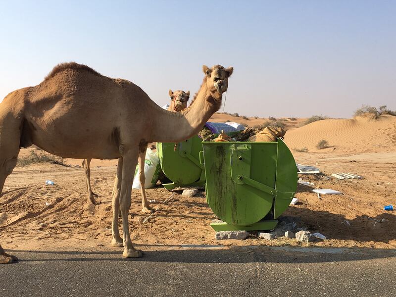 Camels eat rubbish by the roadside along Exit 110 off the E311 in Umm Al Quwain. Steven McCombe / The National