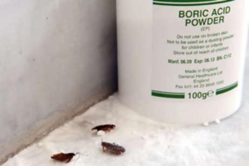 August 18, 2010 / Abu Dhabi / (Rich-Joseph Facun / The National) A photograph of Boric Acid Powder and dead roaches, Wednesday, August 18, 2010 in Abu Dhabi. 