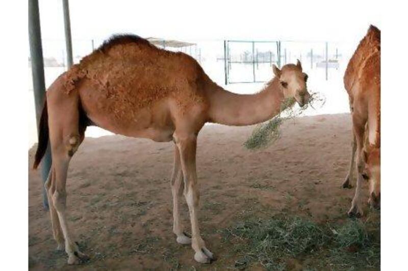 Cloned camels at the Camel Reproduction Centre, which, is, The National reported yesterday, doing some cutting-edge research into the biology of the animal. Delores Johnson / The National