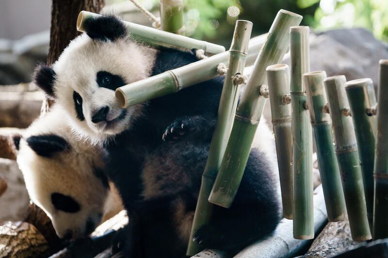 The twin panda cubs Meng Xian and Meng Yuan play in their enclosure at the zoo in Berlin.  EPA