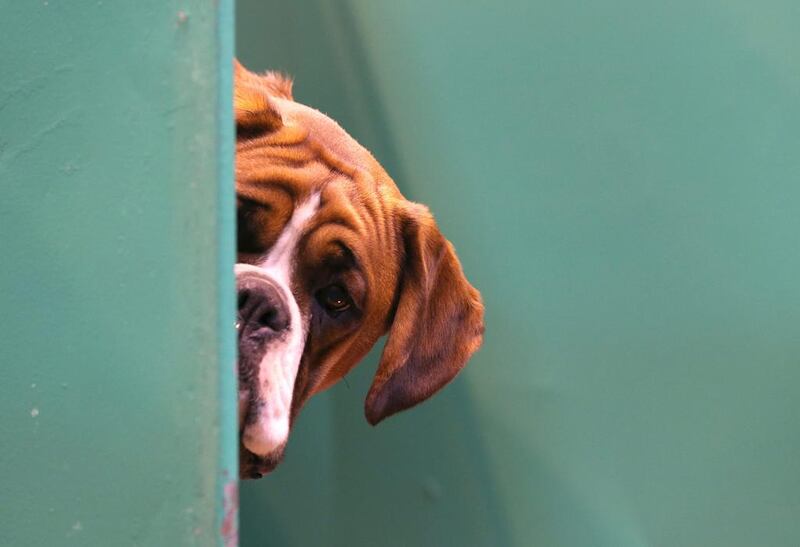 Peek-a-boo: A Boxer dog looks out from its kennel at the NEC. (Matt Cardy / Getty Images / March 6, 2014)