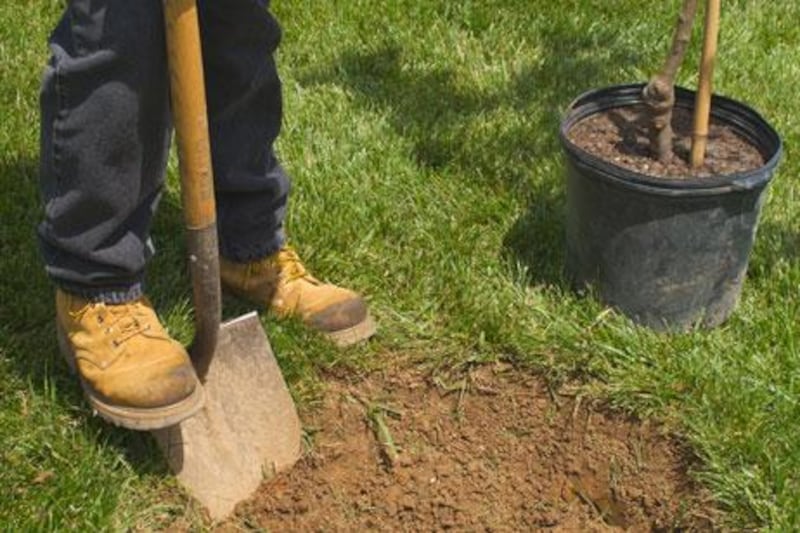 Dig a hole that is at least one and a half cubic metres big before planting your tree.
