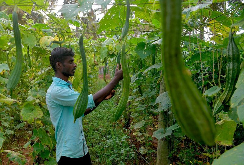 A farmer checks ridge gourd growing in his farm on the outskirts of Bangalore on August 25, 2020. / AFP / Manjunath Kiran
