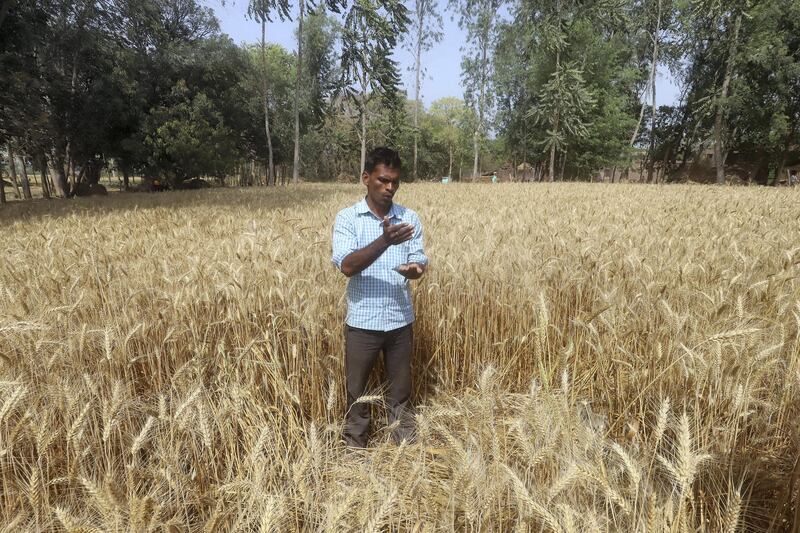 Indian farmer and a school teacher Rama Sankar Yadav in his wheat feild at Imamganj village in Barabanki in Uttar Pradesh, India. Jitendra Prakash for The National