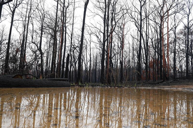 View of a burn bushland in Bilpin, Australia. The Gospers Mountain Fire reached the town of Bilpin on 21 December 2019.  EPA