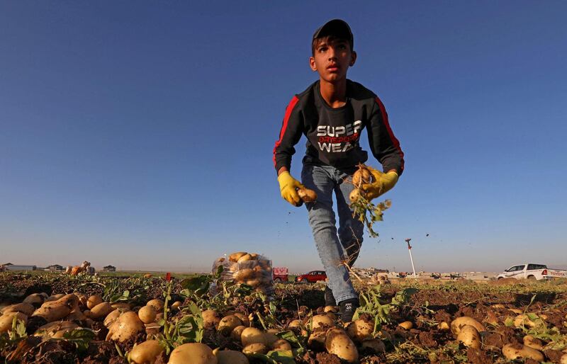 Harvesting potatoes in Bardarash district, near the Kurdish city of Duhok, is heavy manual labour. AFP