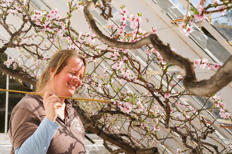 ST AUSTELL, ENGLAND - MARCH 08: Staff member Katie Kingett hand pollinates a peach tree at Heligan Gardens on March 08, 2021 in St Austell, England.  The Lost Gardens of Heligan are currently open three days a week to local pass holders and will be opening fully to the public on Monday, March 29. (Photo by Hugh Hastings/Getty Images)