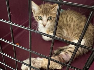 Anandi Spliethoff rescued this kitten in Dubai Hills Estate. Photo: Anandi Spliethoff