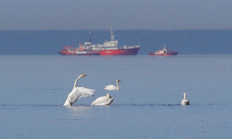 Swans swim at the Finnish Gulf outside St.Petersburg, Russia. AP Photo