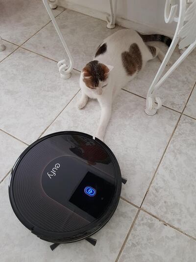 Rabbit the cat takes a swipe at the new robo vacuum. Sarah Maisey