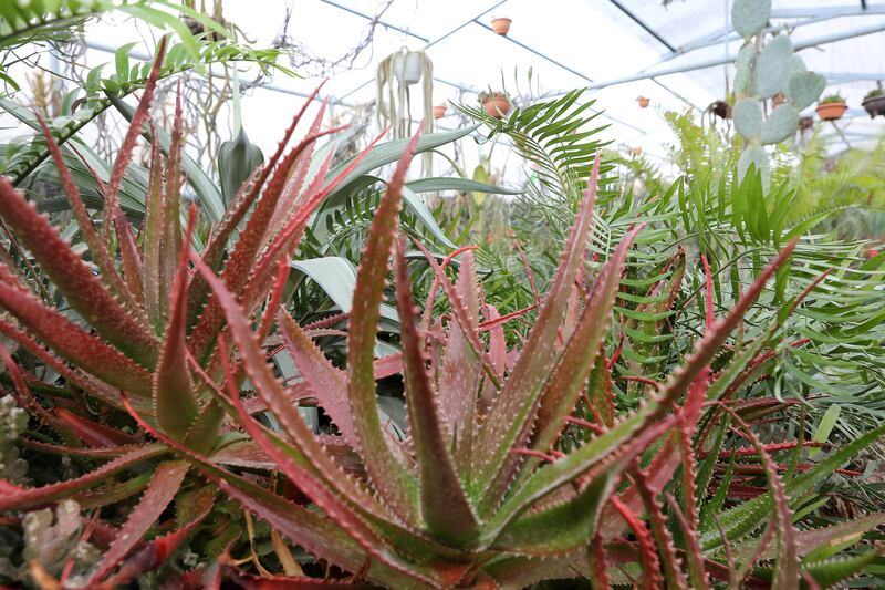 Much of the collection is kept in three greenhouses, including one dedicated to aloe specimens. Mr Al Mazroui has 50 types of the plant  