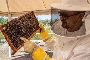 DUBAI, UNITED ARAB EMIRATES. 06 OCTOBER 2020. JA Hatta Fort Hotel has launched a collaboration with the Hatta Honey Bee Discovery Centre to use theyr products in the Food and Beverage menu of the hotel. Mohamed Quertani, Garden Manager, conducts a tour around the sanctuary explain the importance of bees and the different aspects of the farm. (Photo: Antonie Robertson/The National) Journalist: janice Rodriguez. Section: Arts & Life.