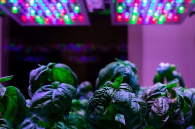 Basil growing under LED lights. Currently, the technology is used for a narrow range of crops. Bloomberg