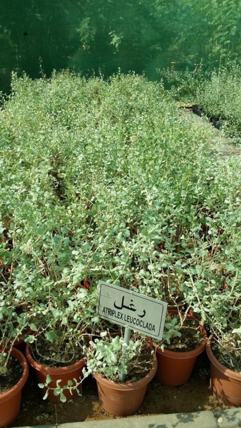 Atriplex leucoclada. Shrub (low). Indigenous to the Middle East. Courtesy of Melanie Hunt