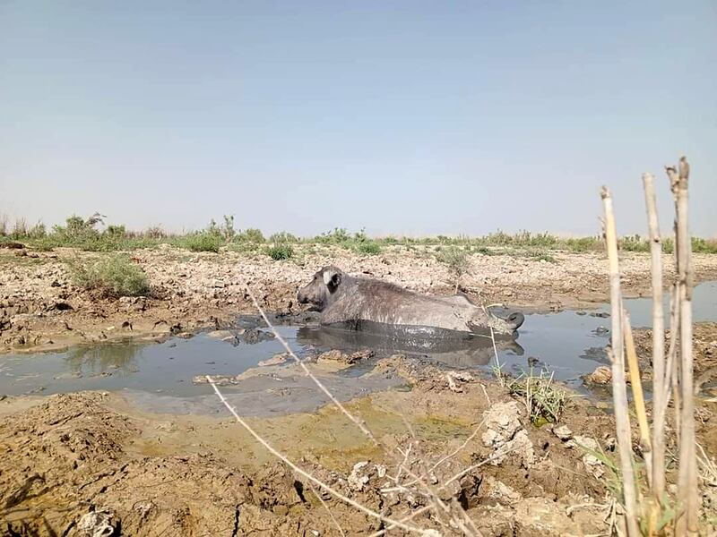 Stagnant pools have become a breeding ground for diseases because of a lack of fresh water and the presence of dead animals. Photo: Rasool Nouri