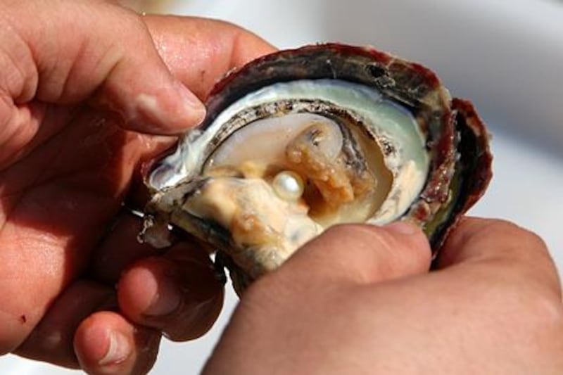 RAS AL KHAIMAH , UNITED ARAB EMIRATES – Feb 27 : One of the employee of RAK pearls showing pearl after opening the oyster at the pearl farm in Ras Al Khaimah. ( Pawan Singh / The National ) For Business. Story by Rory Jones

