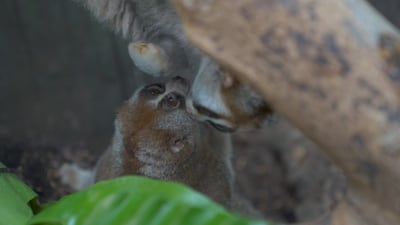 Lonely Loris and Amal met for the first time several weeks ago. They are the perfect partners for breeding purposes. Courtesy The Green Planet