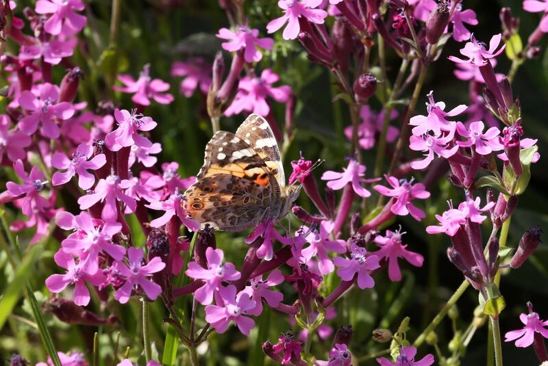 A painted lady butterfly sits on a flower in a field at the village of Mrouj, Lebanon. Reuters