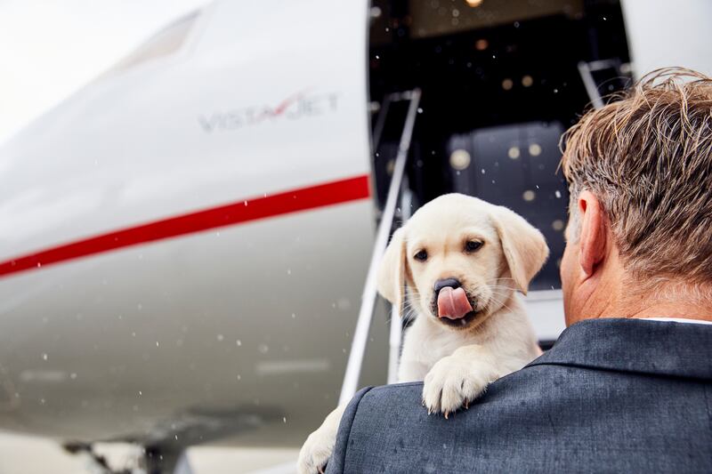 VistaJet offers luxury bedding and in-flight meals for pets aboard its private jets.