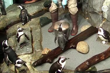 The penguin camera at Monterey Bay Aquarium. YouTube / Monterey Bay Aquarium