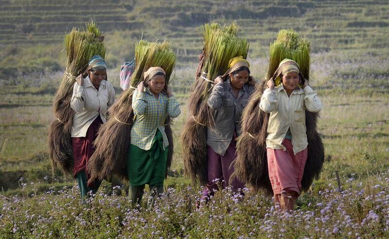 Tiwa tribal women carry grass for drying in the Karbi Anglong district of Assam state, India, on February 28, 2016. The grass, which is made into broomsticks, has emerged as the most widely cultivated crop in the area. The harvesting season starts the first week of February and continues to the end of March. EPA