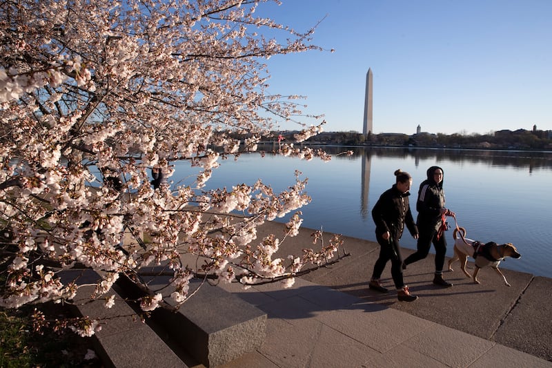 The blooming of the cherry trees around the Tidal Basin in Washington, DC. EPA