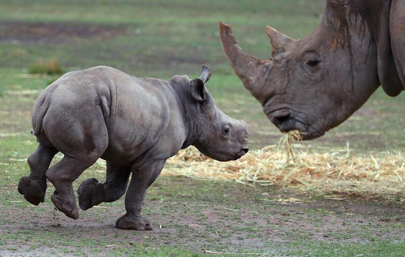 A White Rhino calf runs next to its Mother in an enclosure at Taronga Western Plains Zoo in Dubbo, Australia. Getty Images