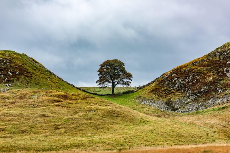 The 300-year-old tree in the famed Sycamore Gap on Hadrian's Wall in England was illegally felled in 2023. Alamy Stock Photo