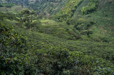 Cofffee is grown on around 12.5 million farms in more than 50 countries, including in this Colombian valley. Bloomberg