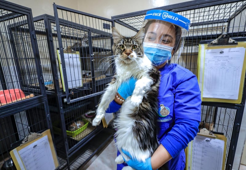 Abu Dhabi, United Arab Emirates, June 22, 2020.   
 Head Veterinarian and Supervisor of the Pet Care Center, Gelah Magtuba with her favorite cat, Connie, at the Abu Dhabi Falcon Hospital.
Victor Besa  / The National
Section:  NA
Reporter:  Haneen Dajani