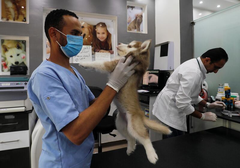 A veterinary assistant holds a three-month-old female Siberian Husky at the Animalia Veterinary Clinic in Cairo, Egypt. Reuters