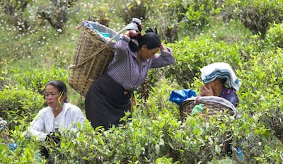 Workers hand-picking tea leaves at the Happy Valley Tea Estate in Darjeeling, West Bengal, India. Taniya Dutta / The National