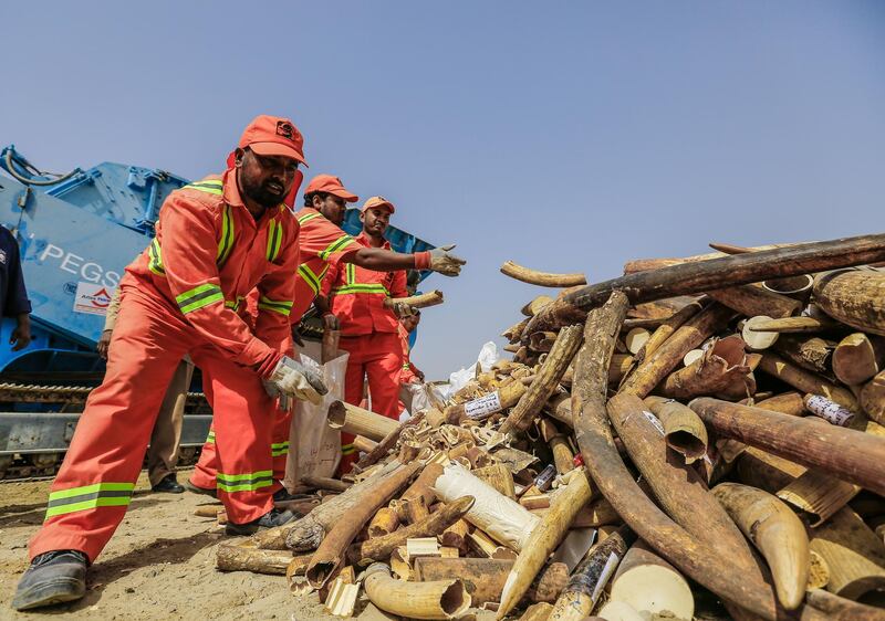 Dubai, UAE, April 29,  2015-- 
 Government laborers dump sacks of illegal ivory before getting picked up by a bulldozer to be put into a crushing machine and destroyed.   Victor Besa for The National. *** Local Caption ***  VB-290415-illegal ivory-4.jpg