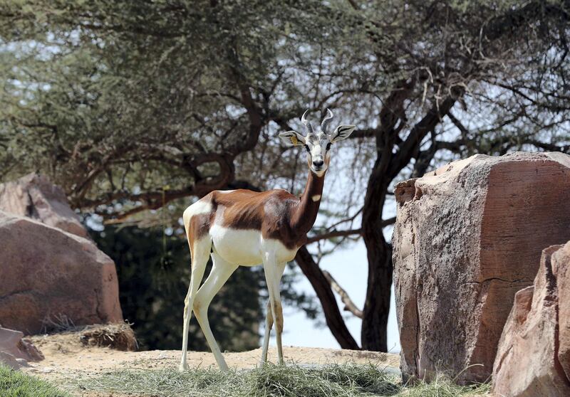 Al Ain, United Arab Emirates - March 08, 2020: Mhorr gazelle. New artificial intelligence is being used on three species of animals at Al Ain Zoo to monitor their health etc and improve sharing on information globally on endangered species. Sunday, March 8th, 2017 at Al Ain Zoo, Al Ain. Chris Whiteoak / The National