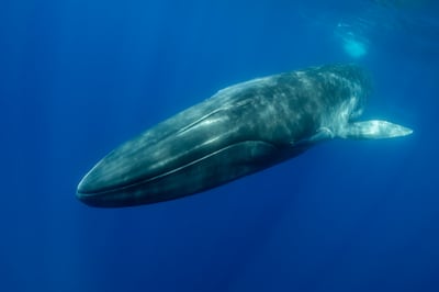 A fin whale swims in the Atlantic. Getty Images

