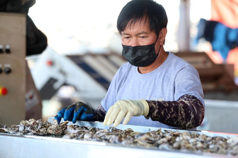 Fujairah, United Arab Emirates - Reporter: Kelly Clark. News. The Processing platform where the oysters are separated into different sizes and cleaned. Visit to the Dibba Bay Oysters farm in Fujairah. Dibba, Fujairah. Wednesday, January 13th, 2021. Chris Whiteoak / The National