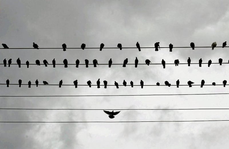 Pigeons on a power line in Colombo. Dinuka Liyanawatte / Reuters