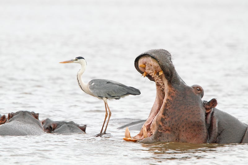 Spectrum Photo Creatures Of The Air Award - Hippo and Heron by Jean Jacques Alcalay. Photo: Jean Jacques Alcalay / Comedy Wildlife 2022