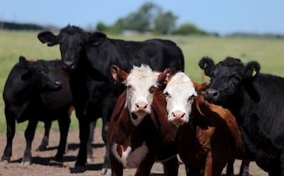 Intensive farming of livestock adds to greenhouse gases.