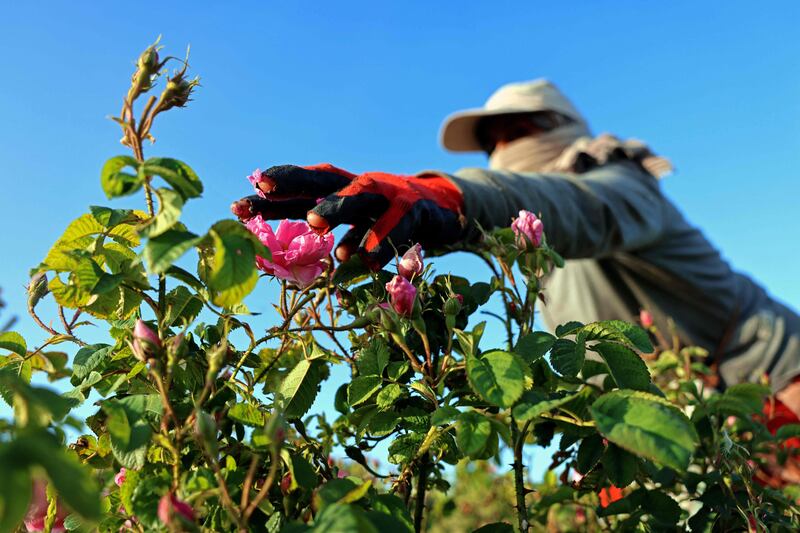 A villager harvests Damascena (Damask) roses that are used for essential oils, sweets and cosmetics, in the village of Qsarnaba on May 11, 2023.  The oil derived from the famed Damask rose --- named after the ancient city of Damascus located just across the mountain range separating Lebanon and Syria -- is a staple of perfumers.  (Photo by JOSEPH EID  /  AFP)