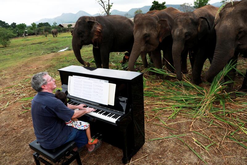 British volunteer Paul Barton plays piano for sick, abused, retired and rescued elephants in a sanctuary along Thailand-Myanmar border in Kanchanaburi, Thailand. Reuters